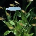 thumbnail image 4 of unbranded 8Ud Mop De Azul Para Cría En Acuarios Fácil De Usar Para Peces, 4 of 8
