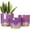 Purple, variant on Pink Indoor Plant Pots for Plants, Large Ceramic Planter with Drainage Hole, 9.6-inch Succulent Orchid Flower Pot - Rainbow Pearl Glaze