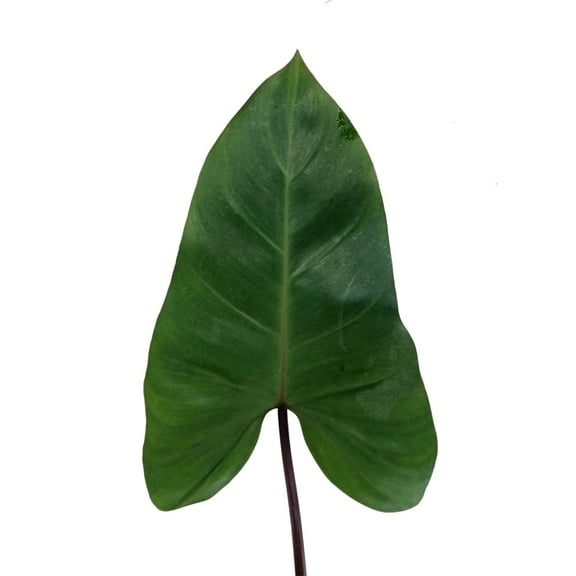 Esmeralda Philodendron - Fresh Cut - 90 Stems