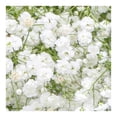 thumbnail image 2 of Bouquet gypso premium, 2 of 4