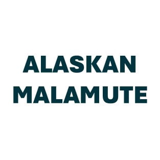 Alaskan Malamute Pill Butter