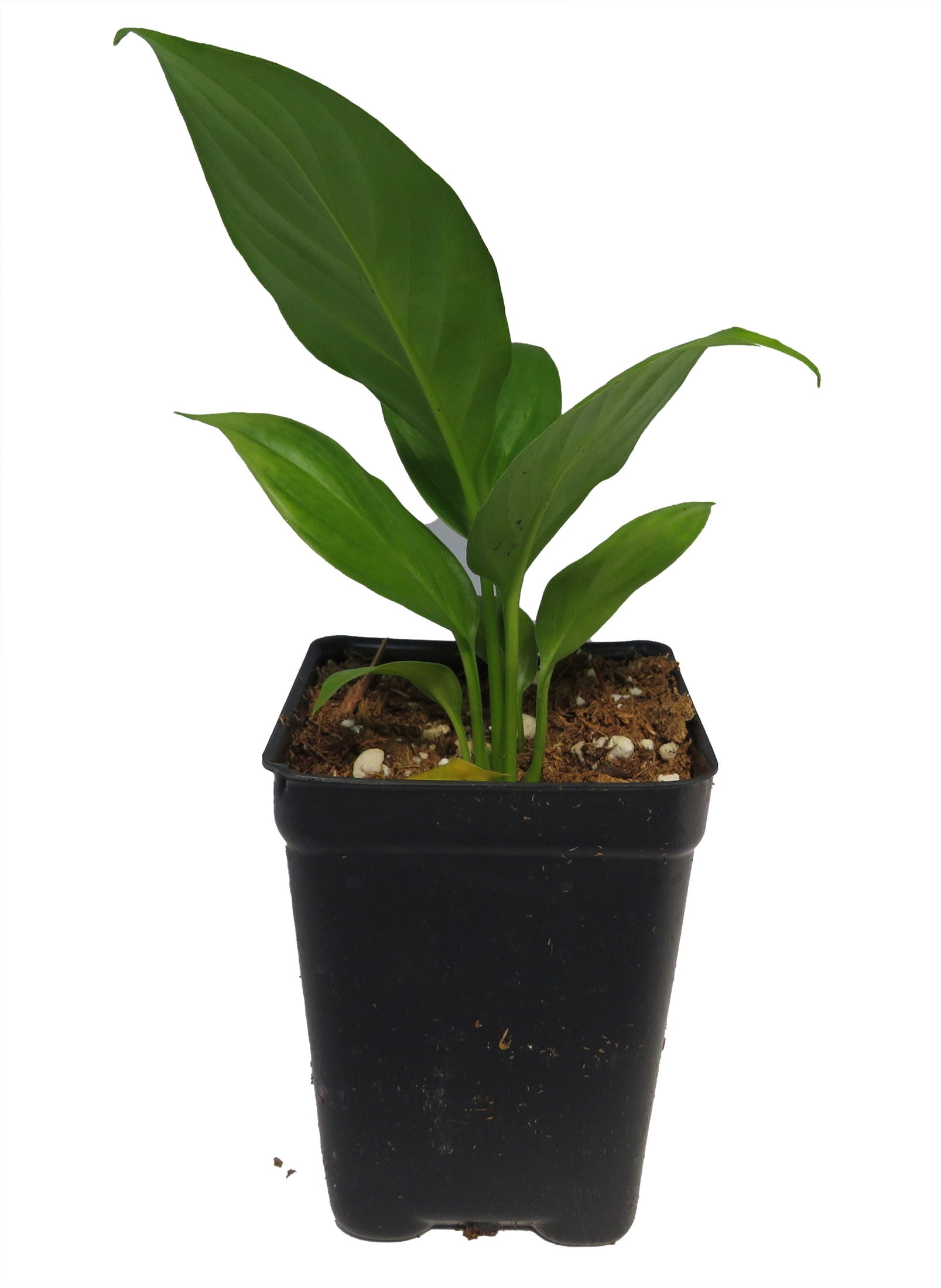 Hirt's Gardens Peace Lily Plant, Spathiphyllum, Low Light Indoor  Houseplant, 4"" Pot" - Walmart.com