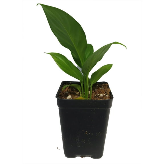 Sunshine Loveworthy Peace Lily Plant - 2.5" Pot - Spathyphyllium - Great House Plant