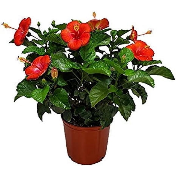 Tropical Plants of Florida 24" to 28" Red Hibiscus Bush Plant; Full Sunlight, Outdoor Plant, Growers Pot
