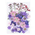 thumbnail image 1 of Matsuzay Flores secas naturales Artísticas Flores prensadas Belleza Joyas Decoraciones Postales decorativas Regalos para tarjetas de boda de resina Flores artificiales Lila Matsuzay HA010799-03, 1 of 6