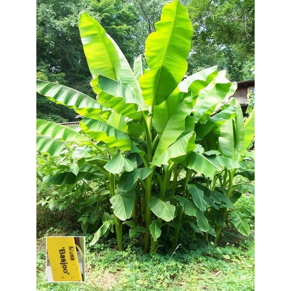 Bountiful Garden Nursery Basjoo Banana Live Plants in 2" Pots (1 Count)