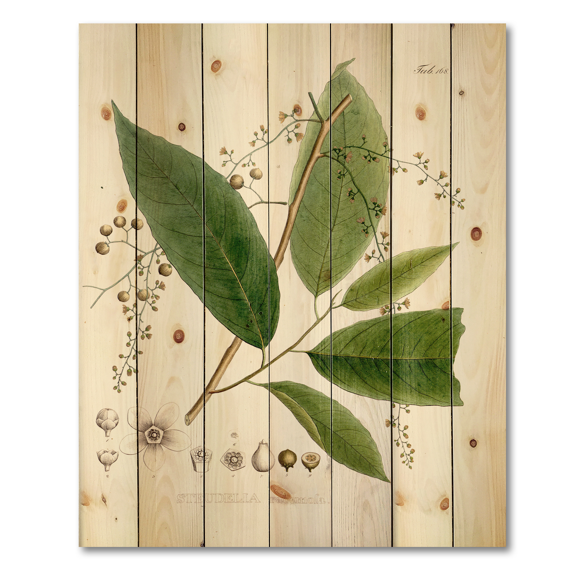 Designart 'Ancient Brazilian Plant I' Traditional Print on Natural Pine Wood
