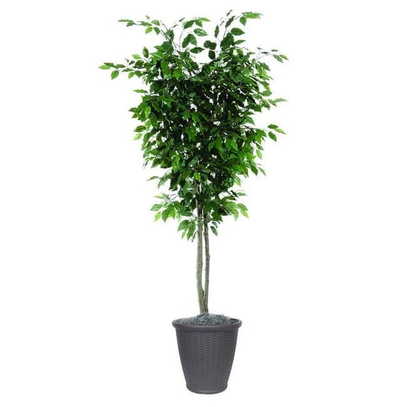 Vickerman TDX0160-RB 6 ft. Artificial Ficus Deluxe Tree in Round Brown Container, Green