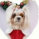 thumbnail image 4 of Greeniant Ropa para perros, vestido de Navidad, suministros para mascotas, gran resistencia, mano de obra fina, verde, bonito, transpirable, para Ropa para mascotas Rojo/M Greeniant PT004236-02, 4 of 6