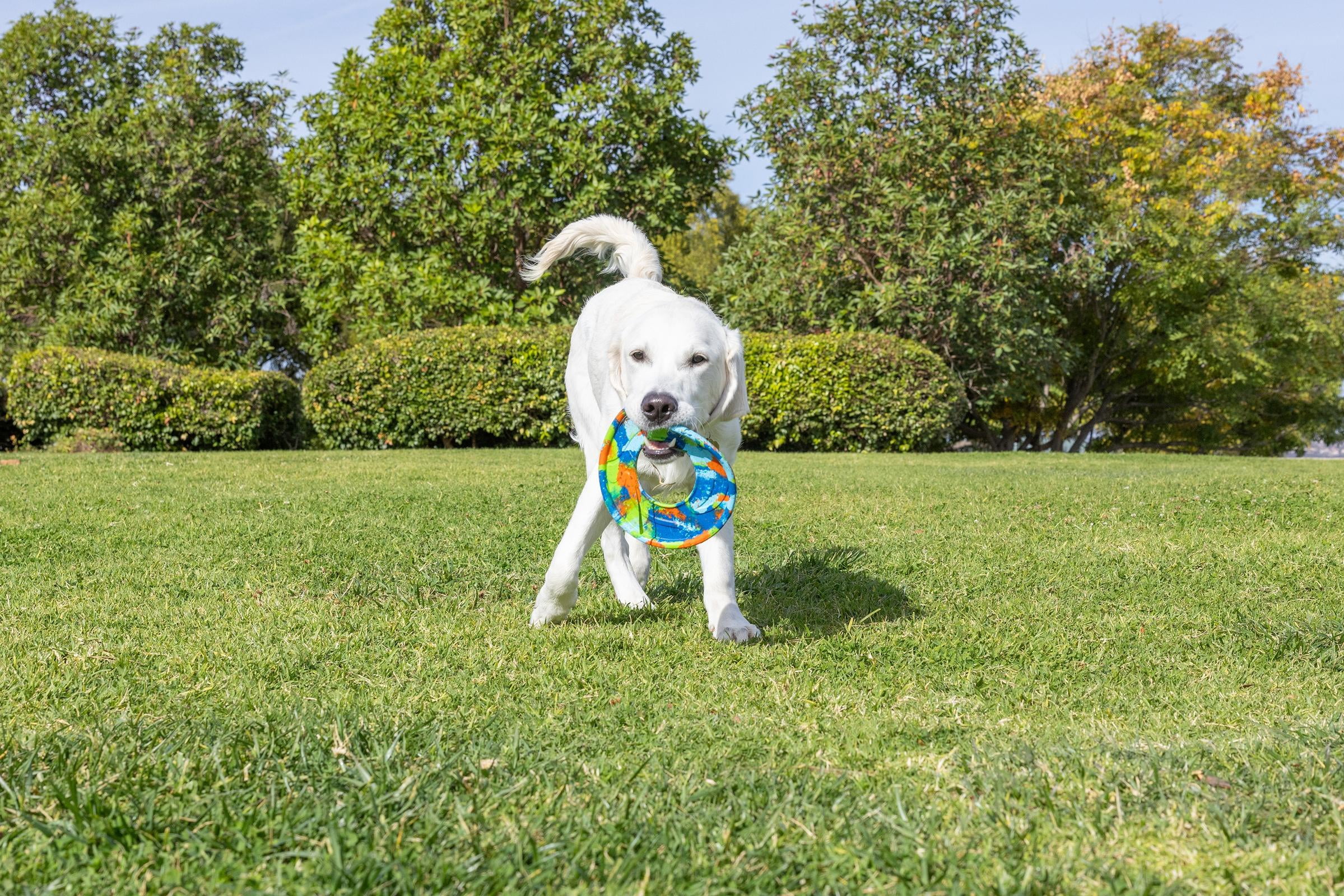 Chuckit! EcoFetch Flyer Dog Toy Recycled Rubber Fetch Ring for Dogs, Medium 8" Diameter, Pack of 1