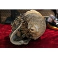 thumbnail image 6 of Steampunk Machine Dark Light Nude Colored Closed Mouth Skull Figurine 7.25"L, 6 of 7