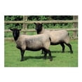 thumbnail image 1 of Kevin Milner Twins Countryside Greetings Card, 1 of 1