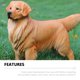 thumbnail image 4 of FELTECHELECTR Figura de Golden Retriever vívida, imitación de perro, adorno con diseño de animales, 4 of 7