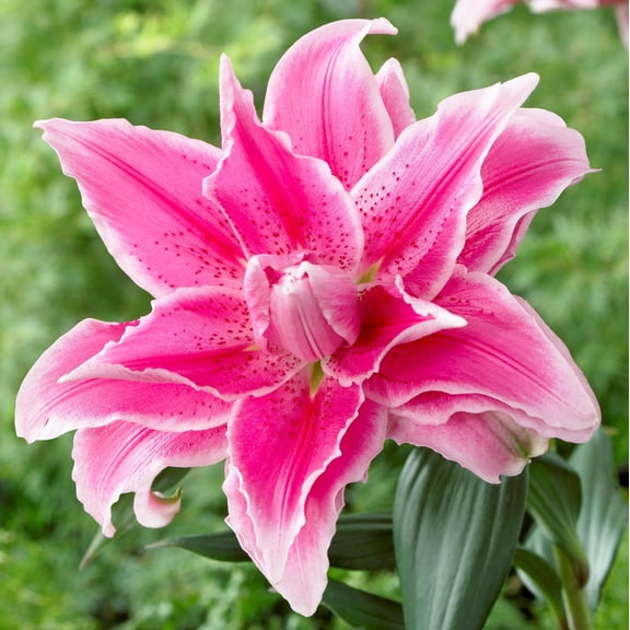 Lilium Oriental Roselily Isabella 3 Flower Bulbs - Summer Pink Pollen-Free Blooms in Sun