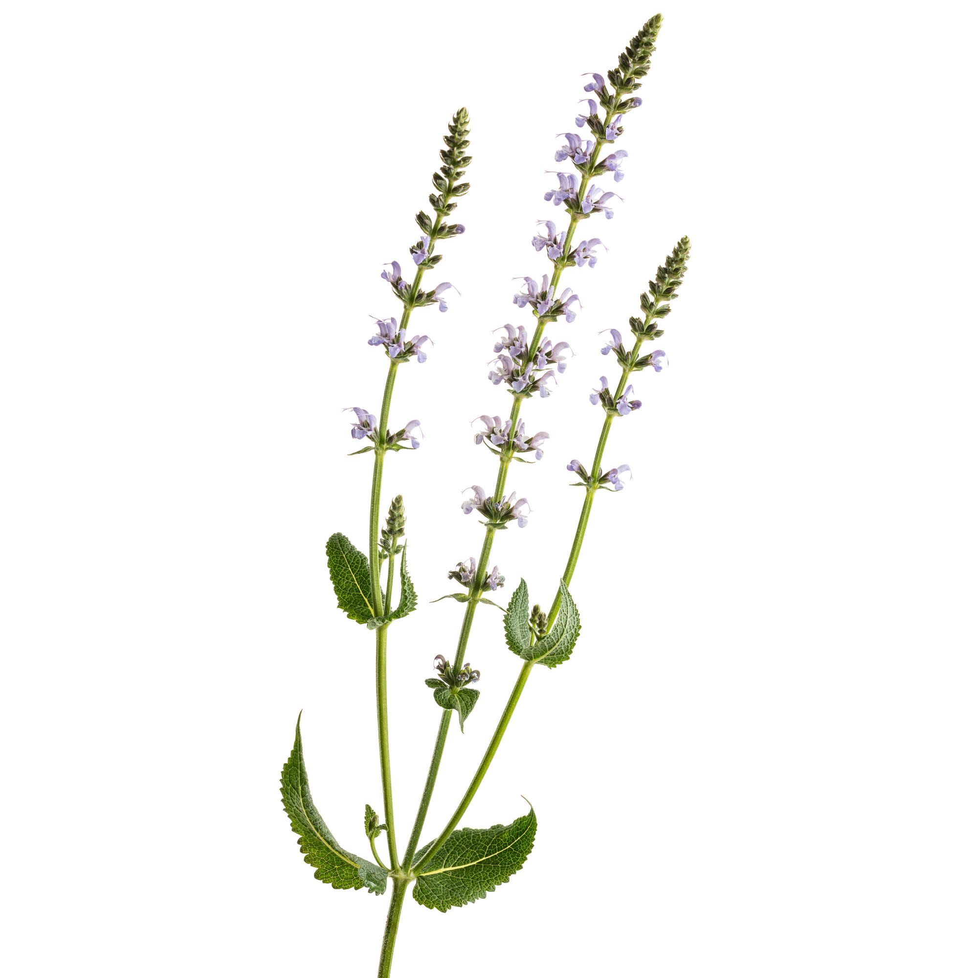 Proven Winners 6" Blue Profusion 'Perfect Profusion' Perennial Salvia Live Plant in 6.5" Pot