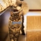 thumbnail image 4 of 10 Uds. De juguetes para gatos, juguetes plegables en forma de resorte para saltar, juguetes interactivos coloridos e interesantes para mascotas, 4 of 5