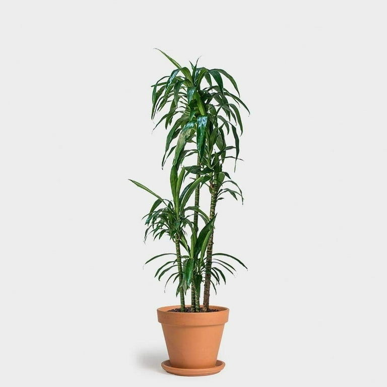 Dracaena Lisa Elegance Cane - Live Plant in a 10 inch Pot - Dracaena  Deremensis - Beautiful Easy Care Air Purifying Indoor Houseplant -  Walmart.com