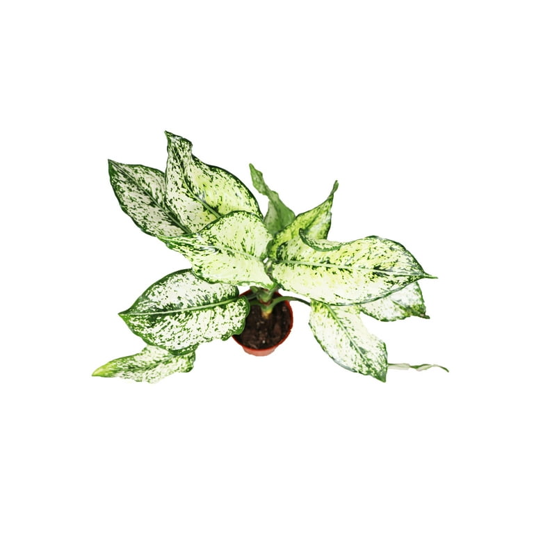 bonsai tree cultivation Bonsai Variety Grow Kit