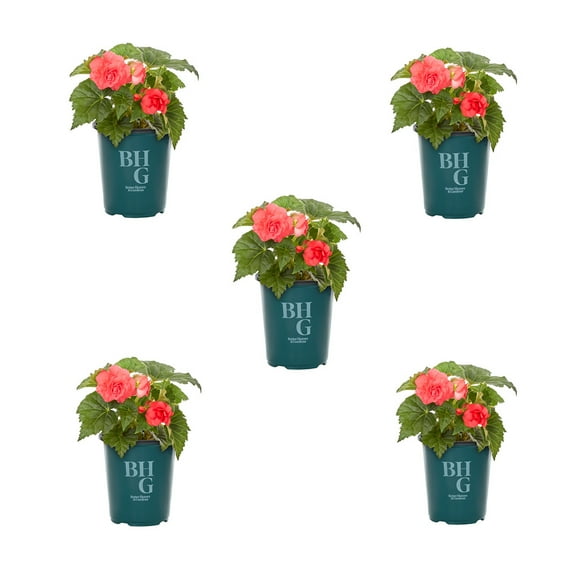 Better Homes & Gardens 1.5PT Pink Begonia Live Annual Plant Shade 5-Pack