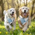 thumbnail image 3 of Dog Bandana 2 Pack,Blue White Gold Hexagon Marble Pattern Bandanas for Dogs,Cat Bandana,Small/ Large Dog Bandana 2 Size,Dog Bandanas, 3 of 6
