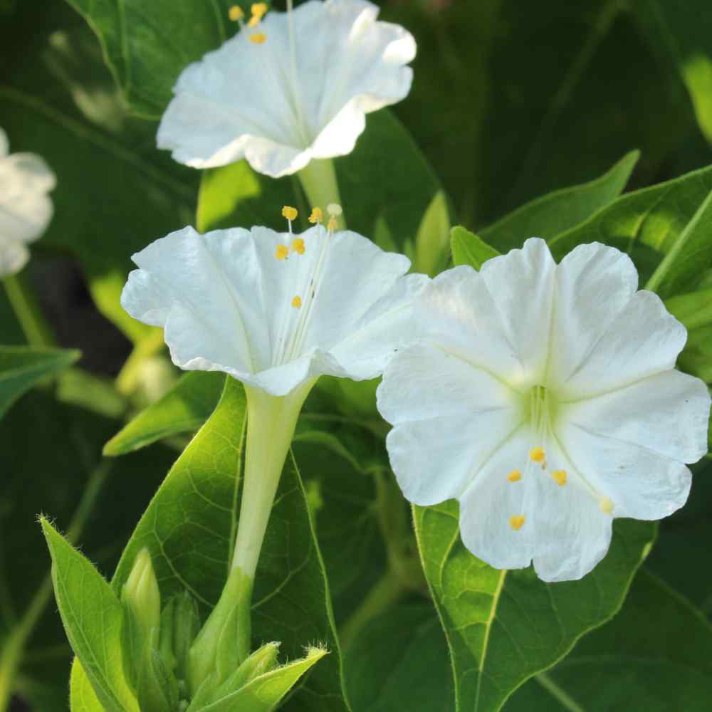 Four O' Clock Seeds - Mirabilis Jalapa White Flower Seeds - 1 LB