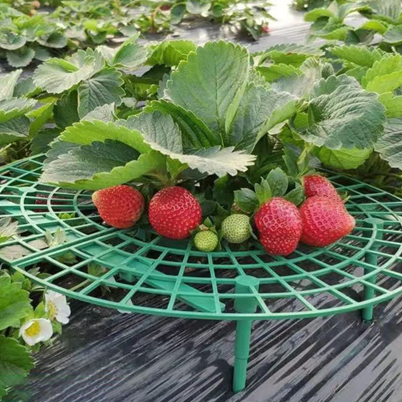 4 Pack Strawberry Supports Prevent Rot, ZzCityTK Adjustable Plastic Garden Frame for Strawberries, Sturdy PE Tray Holders Keep Fruit Off Ground Fresh for Orchard Home Garden