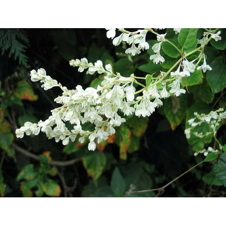 Silver Lace Vine - Polygonum aubertii - 2.5" Pot