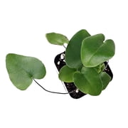 Sprig & Stone Hemionitis arifolia - Heart Leaf Fern