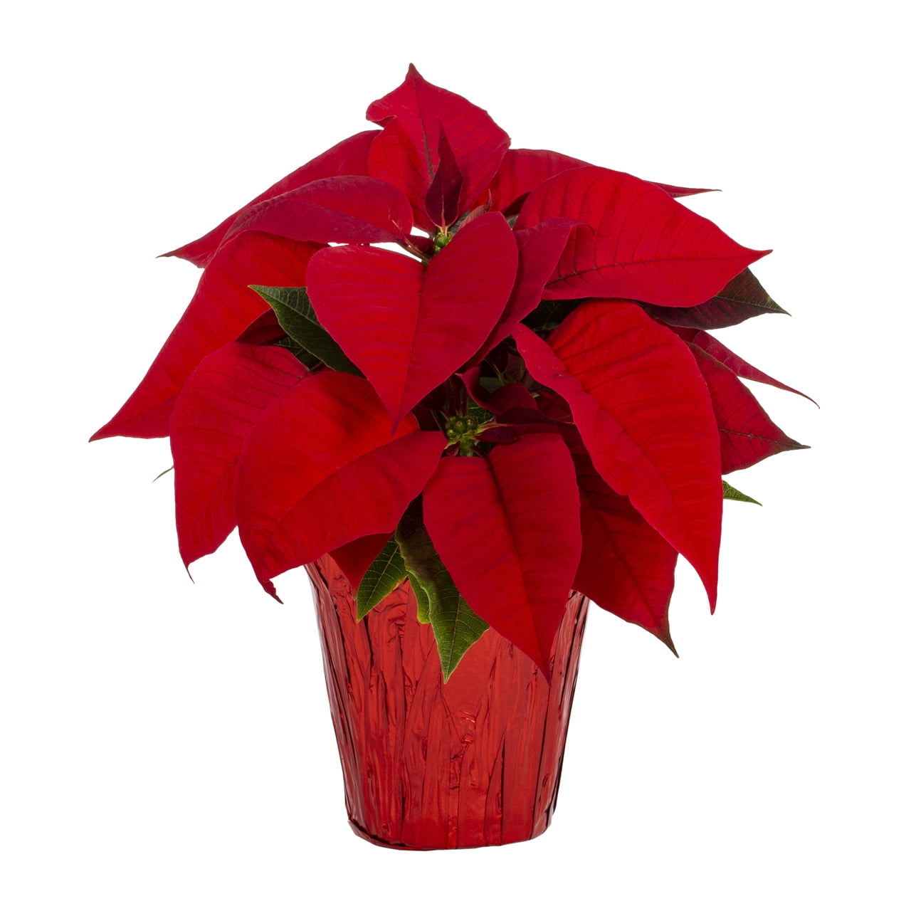 Expert Gardener Pint Red Poinsettia Live Plant Red Foil Cover Indirect Sun 6 Pack
