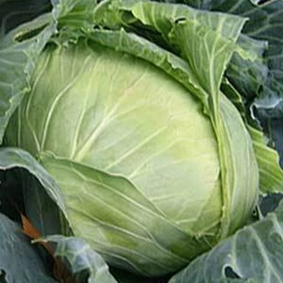 Brunswick Cabbage Seeds - 1 g ~225 Seeds - Non-GMO, Heirloom, Open Pollinated - Vegetable Garden & Micro Greens Seeds - Brassica oleracea