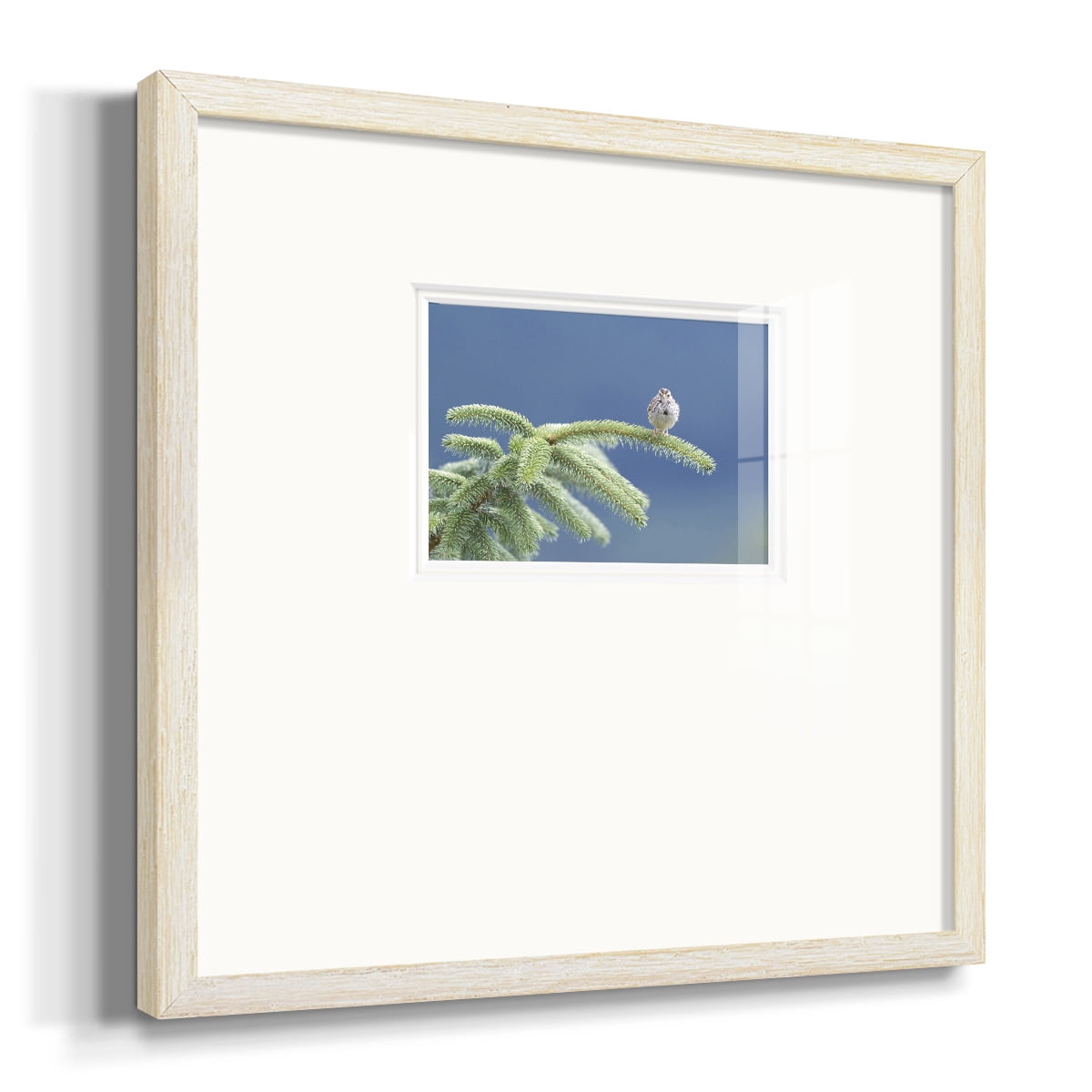 Evergreen PerchPremium Framed Print