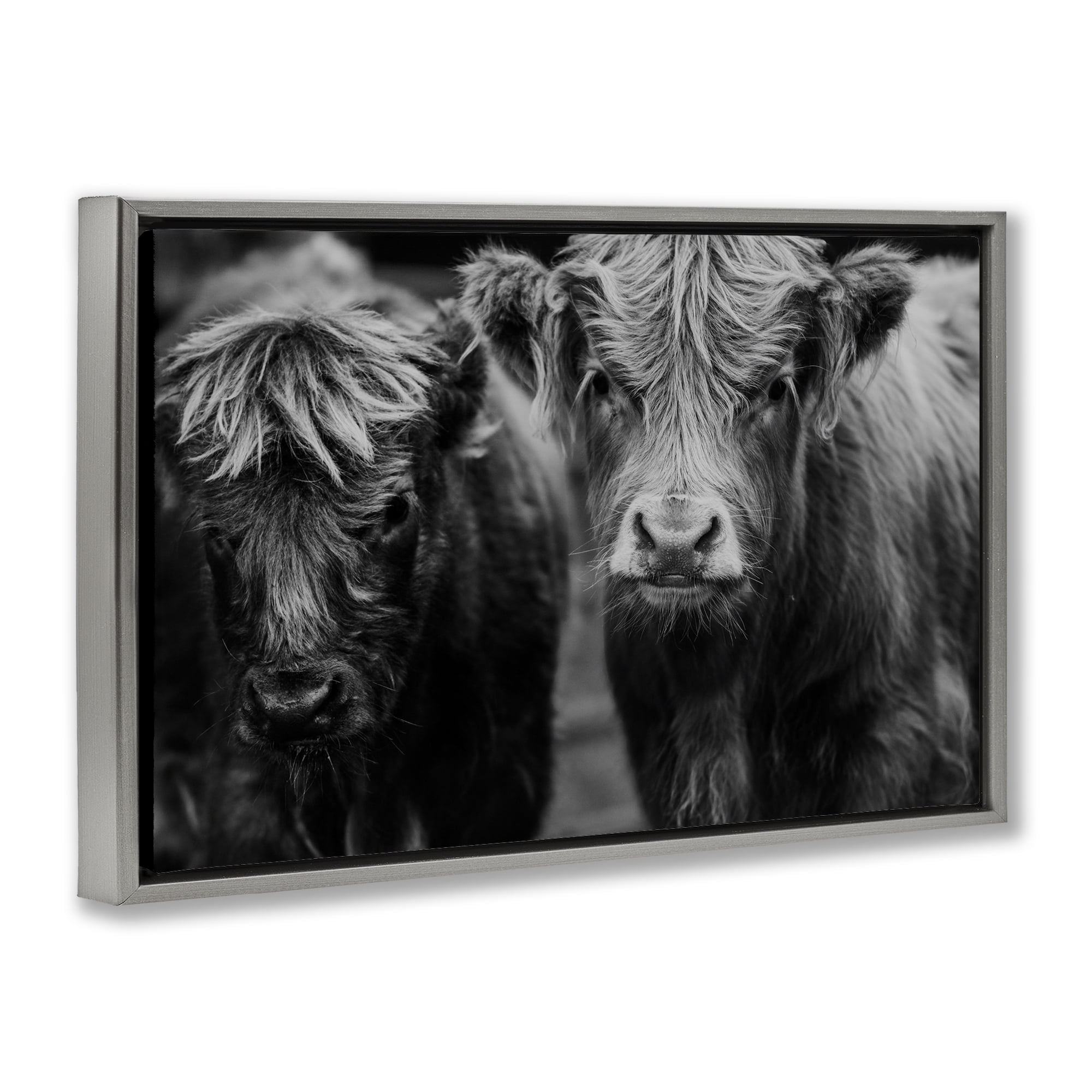 Cow Faces on Farm Gray Framed Floater Canvas Wall Art, design by Amy Carroll