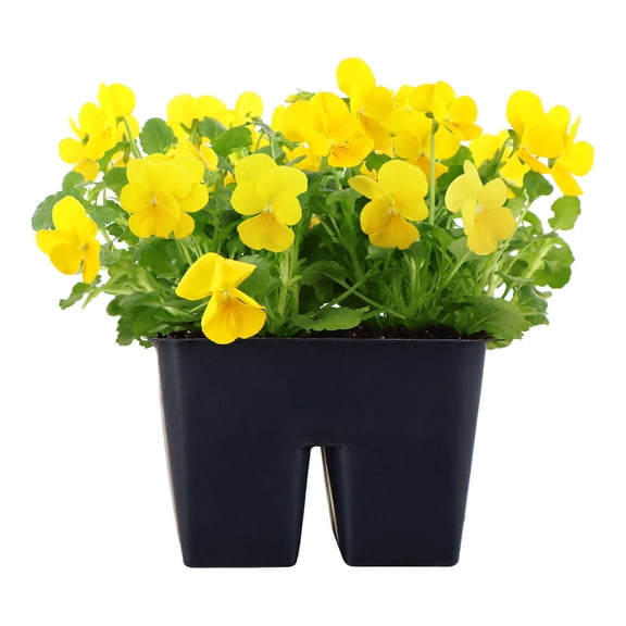 Expert Gardener 6" Yellow Viola Live Plants in 3" Grower Pot Partial Sun 4 Pack