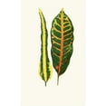 thumbnail image 2 of Edward Joseph Lowe 11x14 Black Ornate Wood Framed Double Matted Museum Art Print Titled: Codiae Irregulare, Cuba Hillianum (1867-1870), 2 of 5