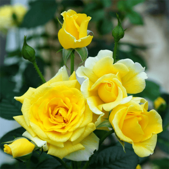 Yellow Mini Rose Live Plant, 4 - 6 Inch Tall, Miniature Roses Bush Plant for Outdoor Gardening