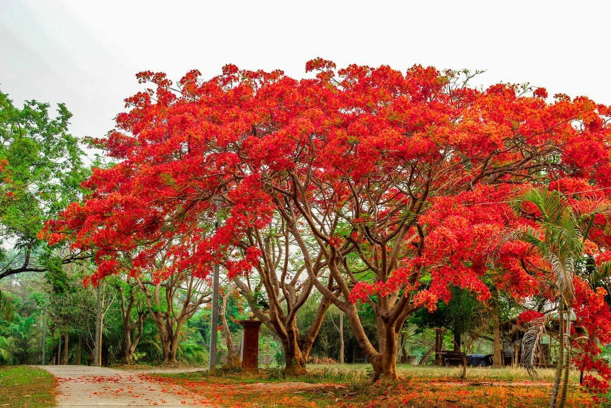 Bonsai Flamboyant Flame Tree Seeds to Grow | 20 Seeds | Delonix regia,  Prized Flowering Tropical Bonsai Tree Seeds - Walmart.com