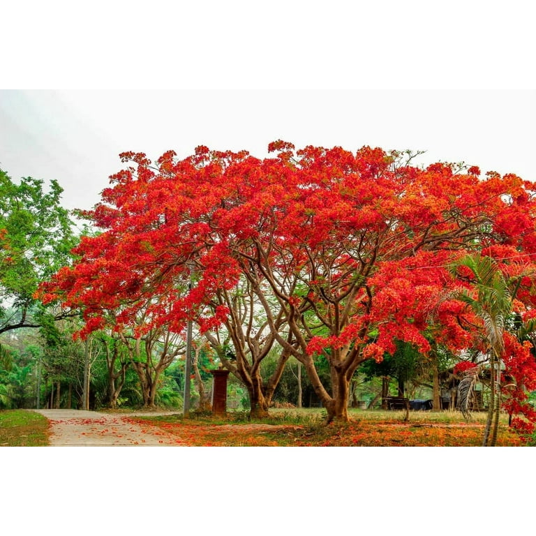 50 Seeds Delonix regia - Royal Poinciana - Flamboyant Flame Tree - Made in  USA, Ships from Iowa - Walmart.com