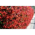 thumbnail image 4 of Photinia Red Tip - 40 Live Plants - Photinia x Fraseri - Evergreen Landscape Shrub, 4 of 9