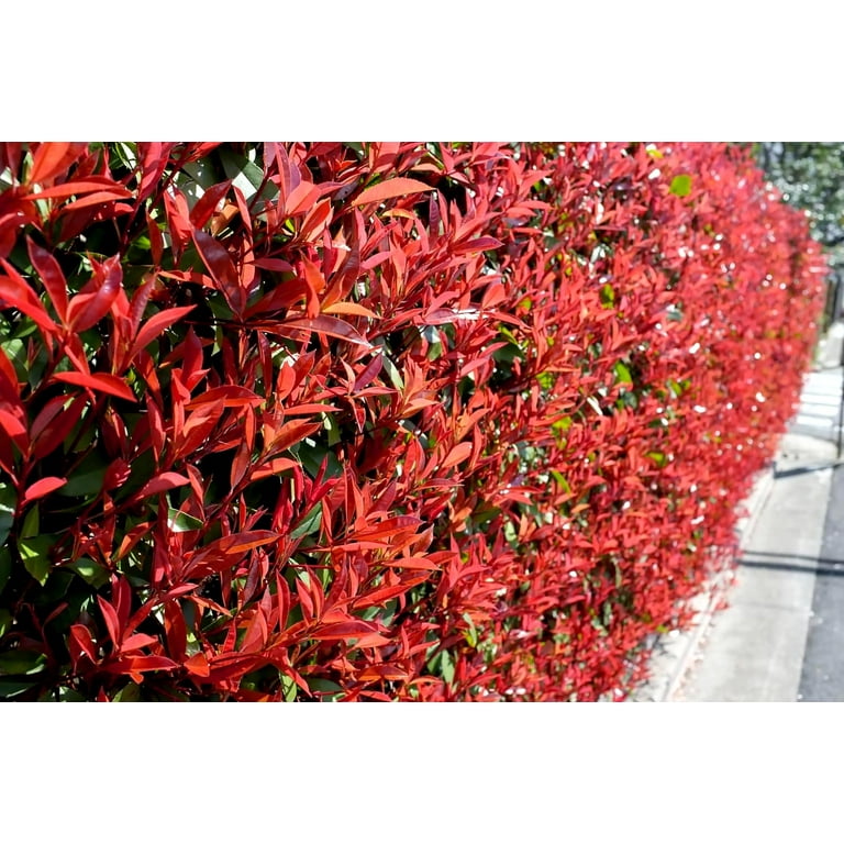 Photinia Red Tip - 10 Live Plants - Photinia x Fraseri - Evergreen Landscape Shrub