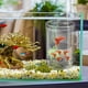 thumbnail image 5 of Fish Breeder Box, Acrylic Transparent Incubator, Secure Suction Cup, Ideal for Betta, Shrimp, 5 of 5