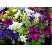 250 MIXED COLORS PETUNIA Flower Seeds