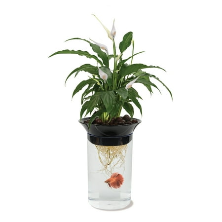 Penn Plax Aquaponic Betta Fish Plastic Tank, 0.5 Gallon