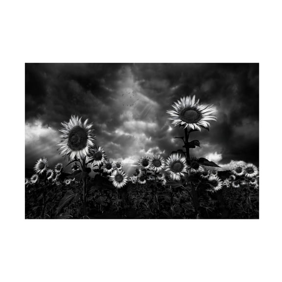 Fran Osuna 'Sunflowers' Canvas Art