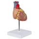 thumbnail image 1 of Heart Model, 2-part Deluxe Life Size Human Heart Replica With 34 Anatomical Structures, Includes Mo, 1 of 5