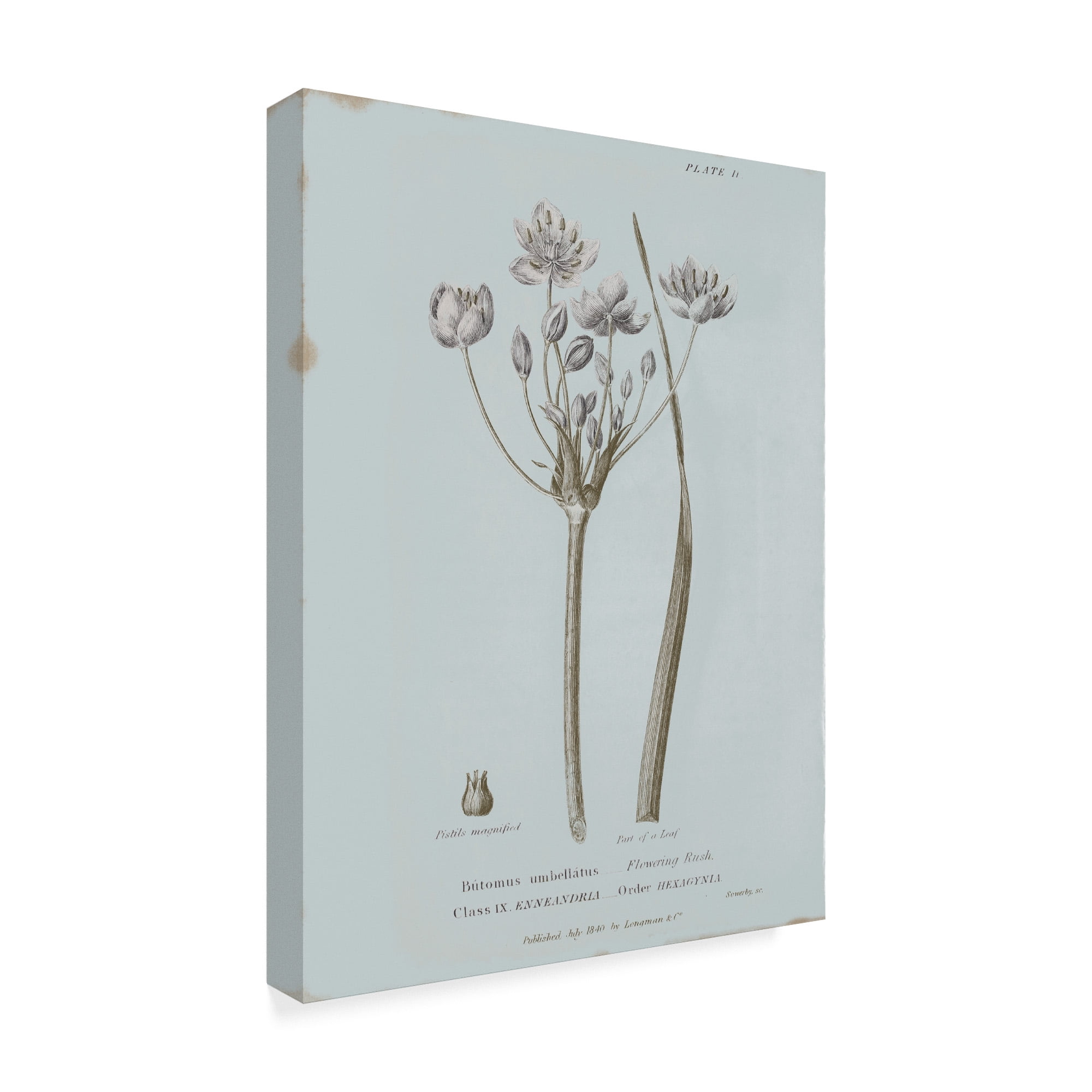 Trademark Fine Art 'Conversations on Botany II Blue' Canvas Art by Wild Apple Portfolio