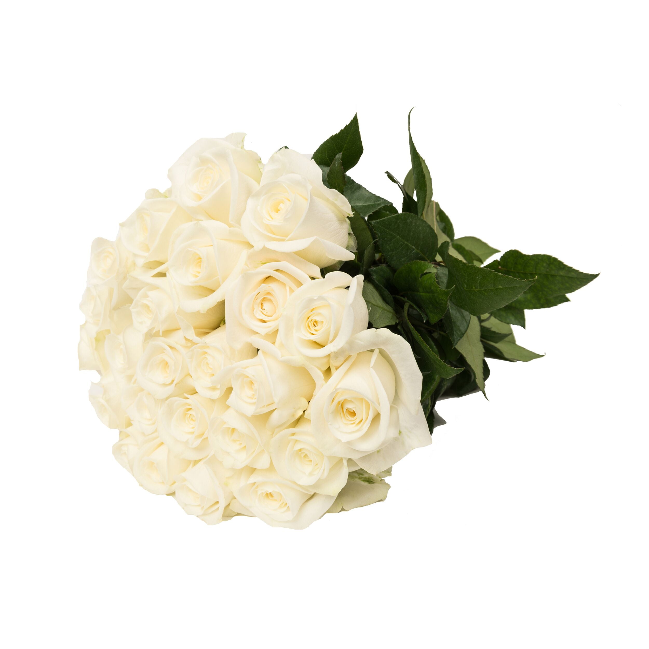 Fresh White Rose Petals - Bulk and Wholesale – Bunches Direct USA