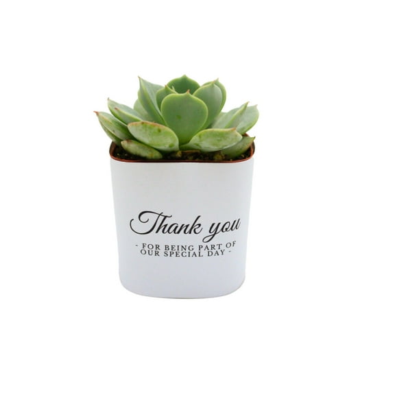Plants Of Joy Thank You for being apart of our Print Succulent Wraps for Weddings, Baby Shower, and Party Favors. 25 Count Pack.