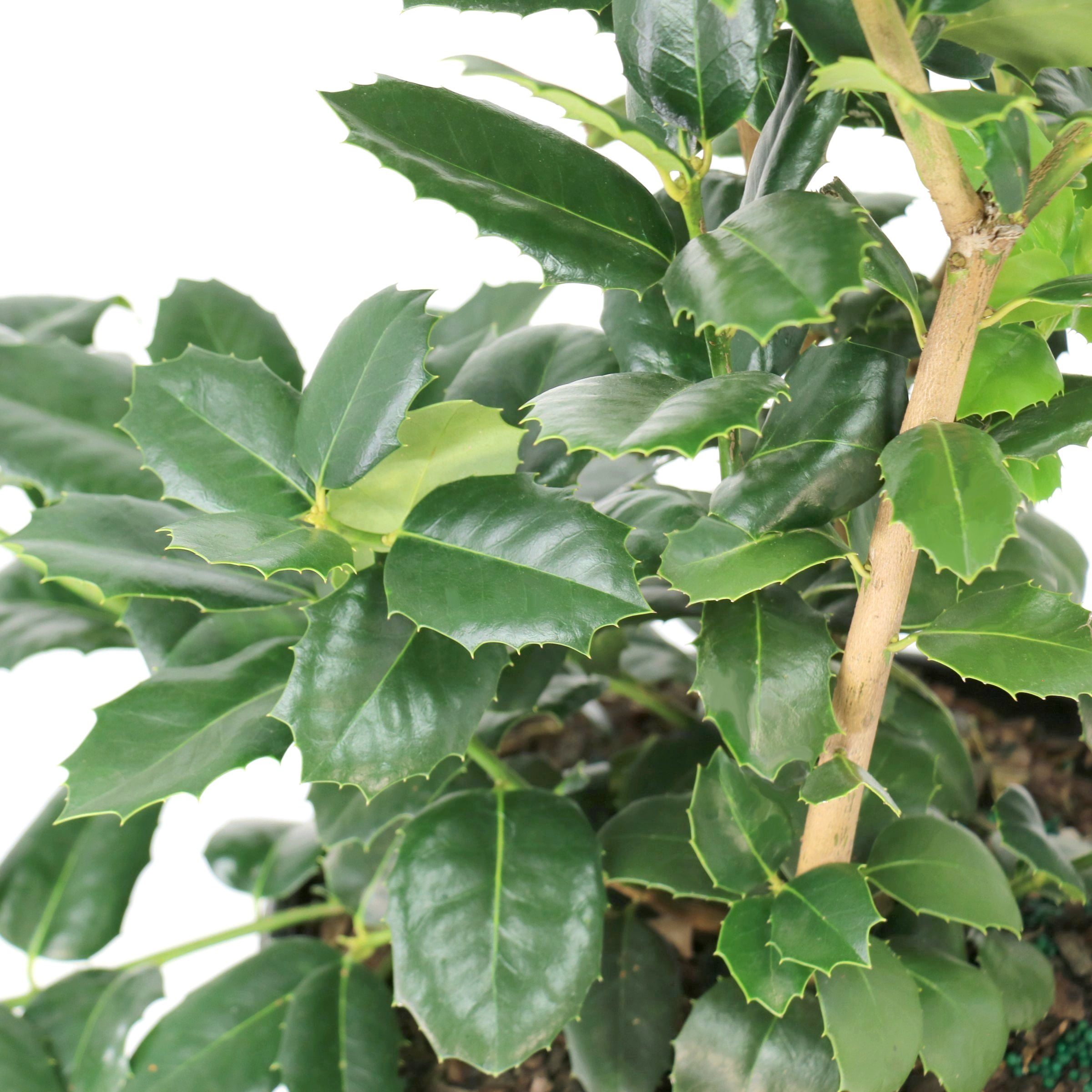 National Plant Network 3 gal.Ilex Savannah