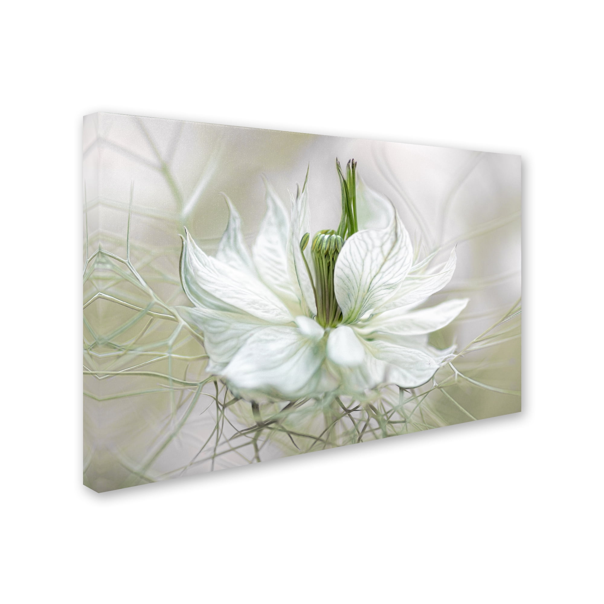 Trademark Fine Art 'Nigella II' Canvas Art by Mandy Disher