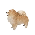 thumbnail image 2 of Hi-Line Gift 13" Pomeranian Dog Garden Statue, 2 of 8